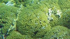 Eight-Ray Finger Coral